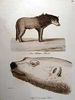 Dog and Bears head